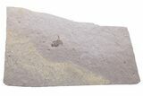 Fossil Fly (Diptera) - Ruby River Basin, Montana #216530-1